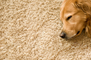 sleeping dog on carpet